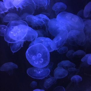 Meet your Posher, Reece